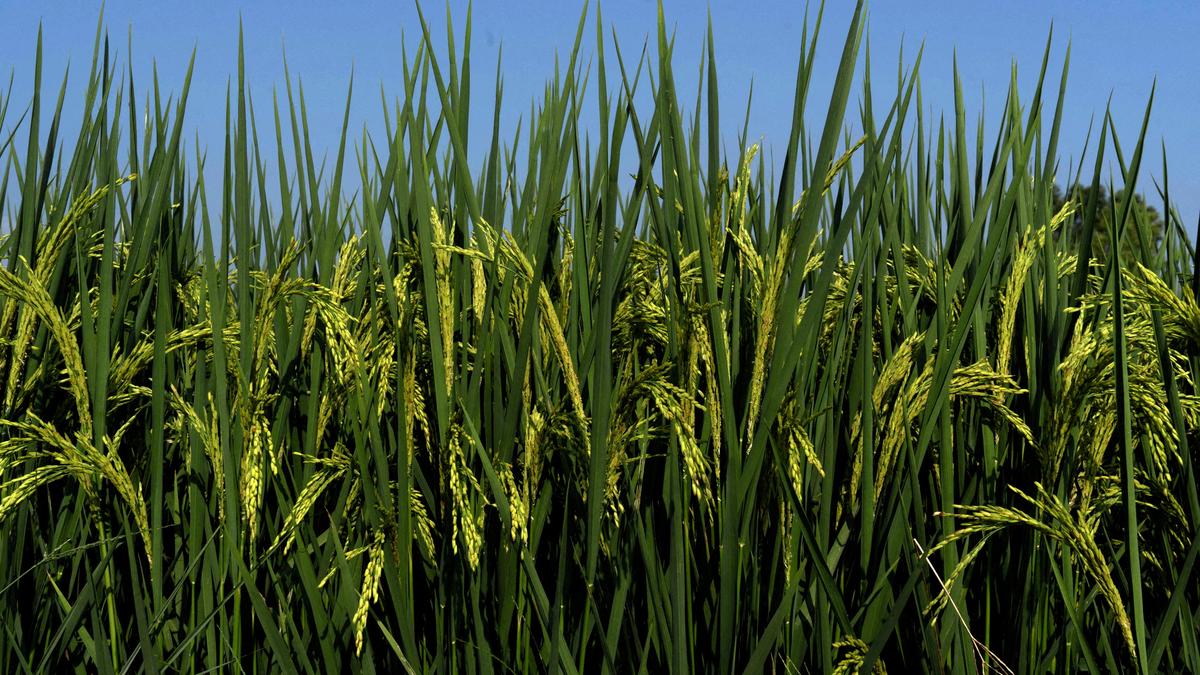 Economic Survey 2025–26: India needs stable agri-export policy to hit $100 billion export target